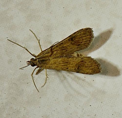 Nomophila noctuella